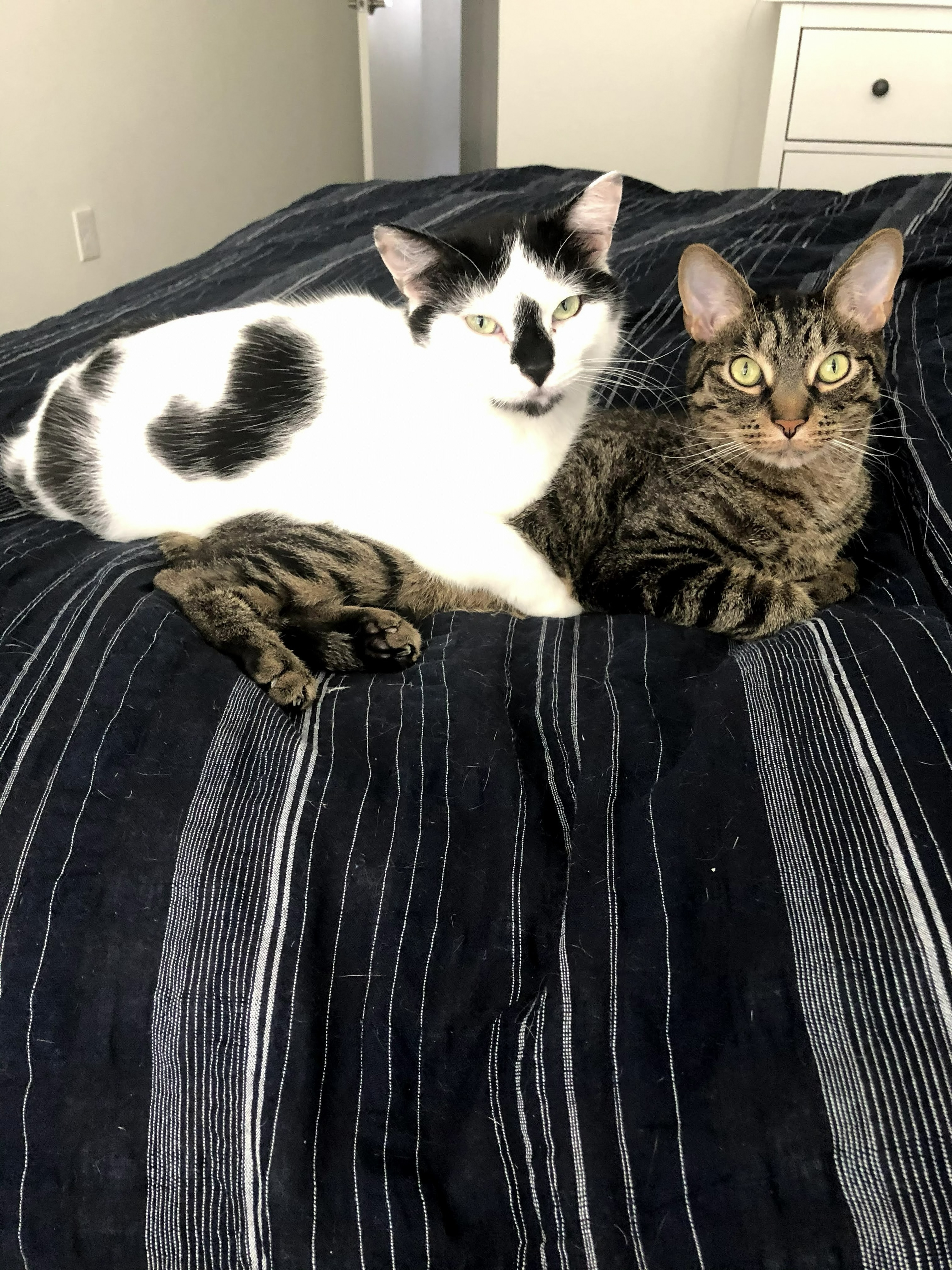 Cats in bed again
